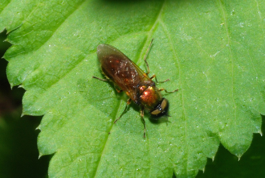 Chloromya formosa